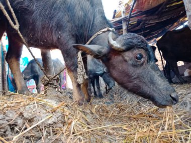 Süt çiftliğindeki bufalolar. Mandıra çiftliği, bufalo yoğurdu ve peynir üretiminde uzmandır..
