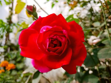 Kırmızı gül çiçeği tarlada yakın plan resmi.