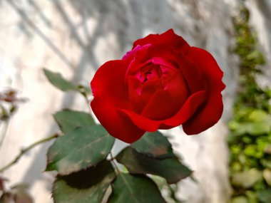 Beyaz arka planda bitki yaprağı ile izole kırmızı inanılmaz gül.