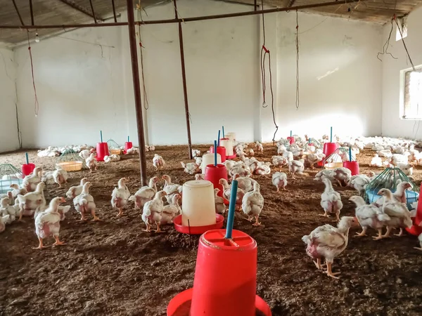 Domestic white chicken drink water from drinking bowl at poultry farm.Hen incubator for domestic birds.Layer hens feeding in chicks incubator on domestic animals farm.