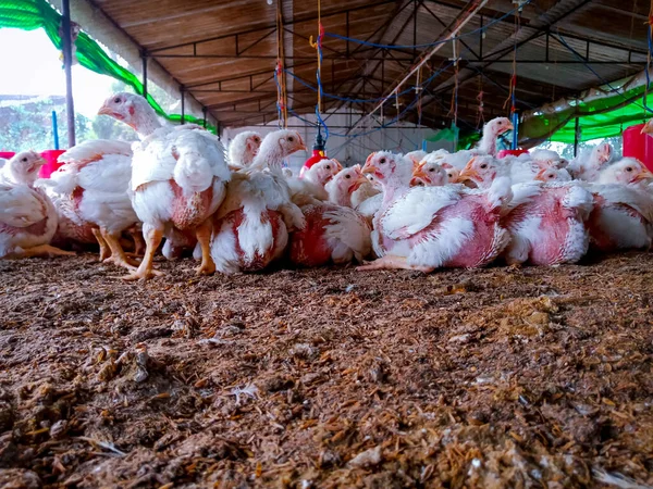 Tavuklu kümes hayvanı çiftliği. Çiftlik işleri, çiftlik hayvanları için konut işleri, ev içinde beyaz tavuk çiftliği. Et ve yumurta üretimi için canlı tavuk depoda.