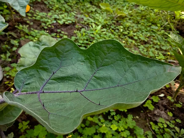 菜园绿地上的新鲜菜叶特写 — 图库照片