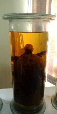 DISTRICT JABALPUR, Hindistan - 17 Ekim 2019: Ölü Kaplumbağa Hindistan Müzesi Zoolojik Araştırması 'nda sunuldu.