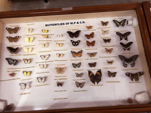 District Jabalpur India October 2019 Butterfly Species Presented Zoological Survey — 스톡 사진