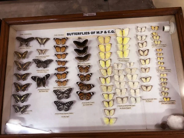 District Jabalpur India October 2019 Butterfly Species Presented Zoological Survey — 스톡 사진