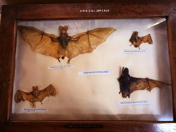 District Jabalpur India October 2019 Skeleton Bats Species Presented Zoological — 스톡 사진