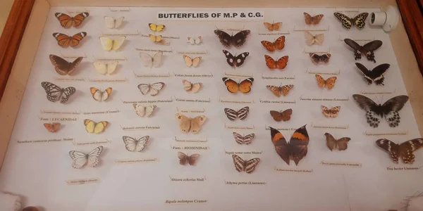 District Jabalpur India October 2019 Ancient Butterfly Species Presented Zoological — 스톡 사진