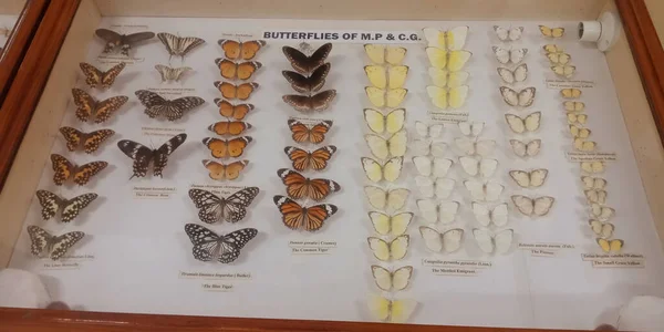 District Jabalpur India October 2019 Ancient Dead Butterfly Species Presented — 스톡 사진