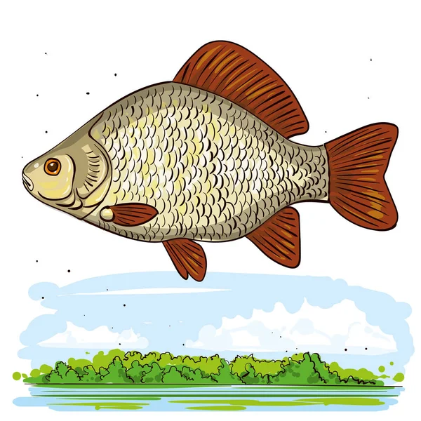 十字花鱼素描矢量鱼图标 孤立的湖泊或河流的淡水鱼 鲤鱼或金鱼的种类 — 图库矢量图片