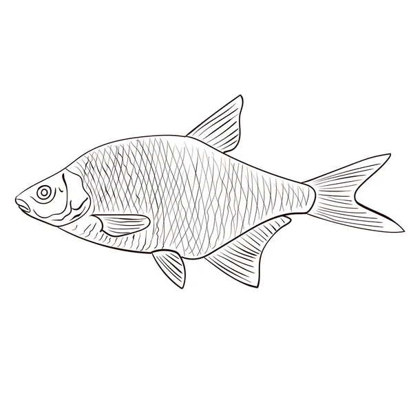 淡水鱼 在白色背景上孤立的手工绘制的矢量图 — 图库矢量图片