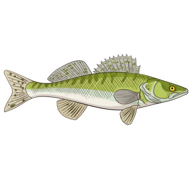 Zander Perch (Sander lucioperca) Tatlı Su Balığı. El çizimi vektör çizimi çizimi.