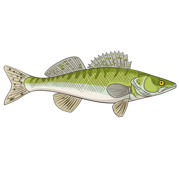 Zander Perch Sander Lucioperca Peces Agua Dulce Ilustración Vectorial Dibujada — Archivo Imágenes Vectoriales