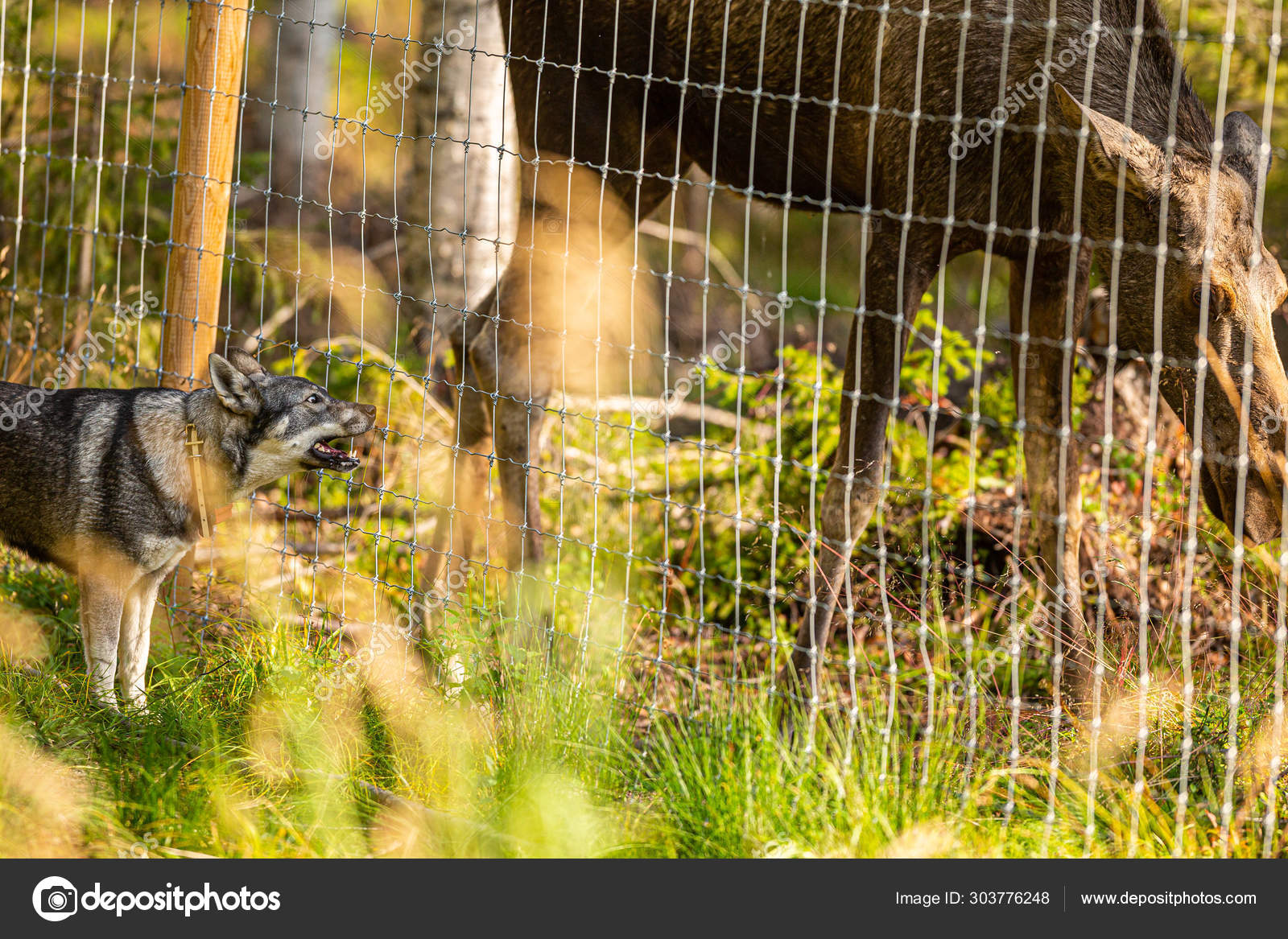 moose hunting dog