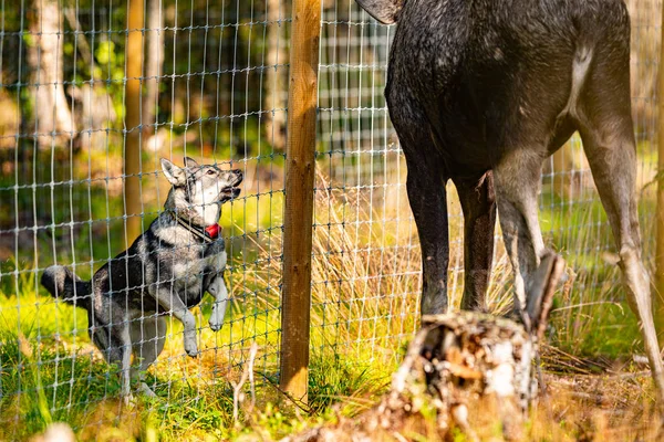 Hunting dog training in a moose hunting outdoor facility