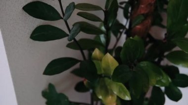 Çalılık şeklinde yeşil bir saksı.