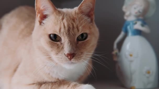 Hermoso Gato Rojo Casero Mira Cámara — Vídeos de Stock