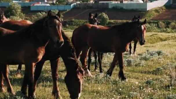 Herd Horses Graze Green Meadow Brown Horses Eat Green Grass — Stock Video