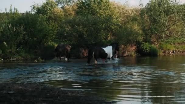 馬はひづめで水をたたいている 女の子は川で馬を洗う 川の緑の牧草地で少女は黒い馬を洗う — ストック動画