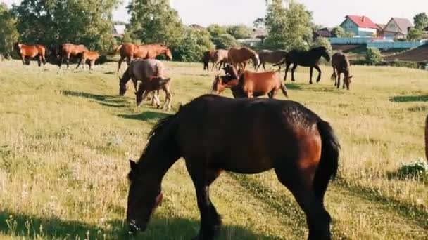Rebanho Cavalos Pastam Prado Verde Cavalos Castanhos Comem Grama Verde — Vídeo de Stock