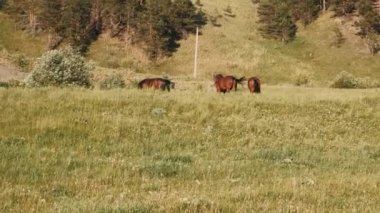  At sürüsü yeşil bir çayırda otluyor. Kahverengi atlar yeşil ot yer..