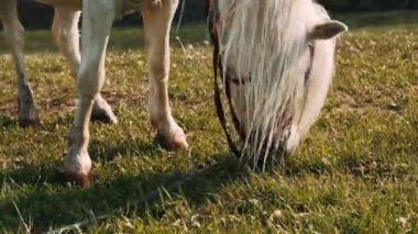 Beyaz midilli çayırdaki yeşil otları yiyor. Küçük beyaz bir midilli içinde güzel yeleler..