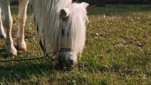 Weißes Pony Frisst Grünes Gras Auf Der Wiese Schöne Mähne — Stockvideo