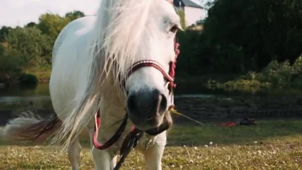 Weißes Pony Frisst Grünes Gras Auf Der Wiese Schöne Mähne — Stockvideo
