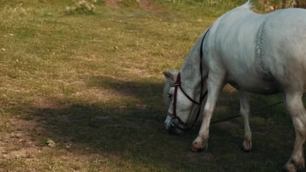 白いポニーは牧草地で緑の草を食べる 小さな白いポニーの美しいマン — ストック動画