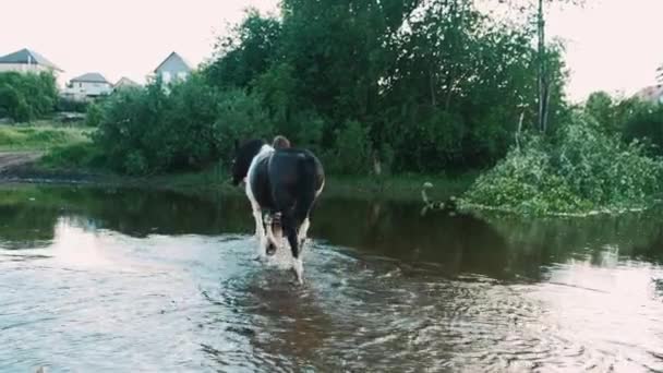 Kuda Mengalahkan Atas Air Dengan Kuku Gadis Mencuci Kuda Sungai — Stok Video