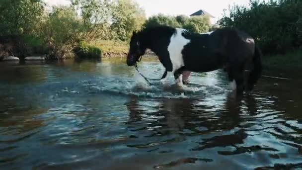 Koń Bije Wodzie Kopytem Dziewczyna Myje Konie Rzece Zielonej Łące — Wideo stockowe