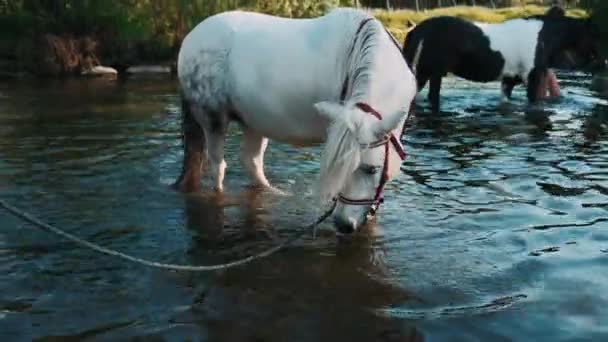 Pony Bianco Lava Nel Fiume Zoccoli Pony Sull Acqua Ragazza — Video Stock