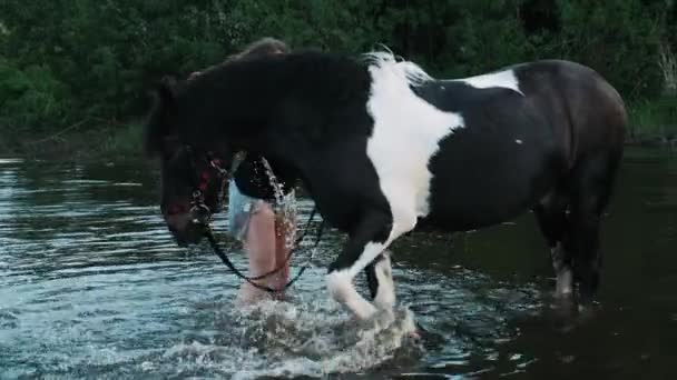 Άλογο Χτυπάει Στο Νερό Οπλή Κορίτσι Πλένει Άλογα Στο Ποτάμι — Αρχείο Βίντεο