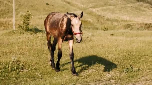 Źrebak Zieloną Trawę Cienkie Gnidy Wypasają Się Łące — Wideo stockowe