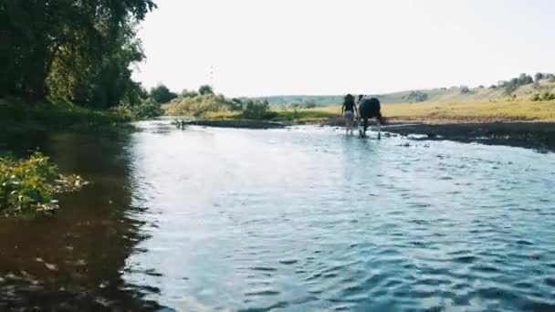 Hästen Slår Vattnet Med Hov Flicka Tvättar Hästar Flod Vid — Stockvideo