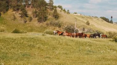  At sürüsü yeşil bir çayırda otluyor. Kahverengi atlar yeşil ot yer..