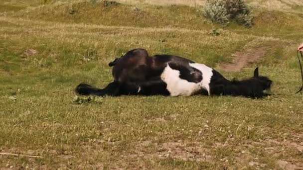 草の中の馬のロール 水泳後に地面に馬のロール 背中に黒と白の巨大な馬が乗っています — ストック動画