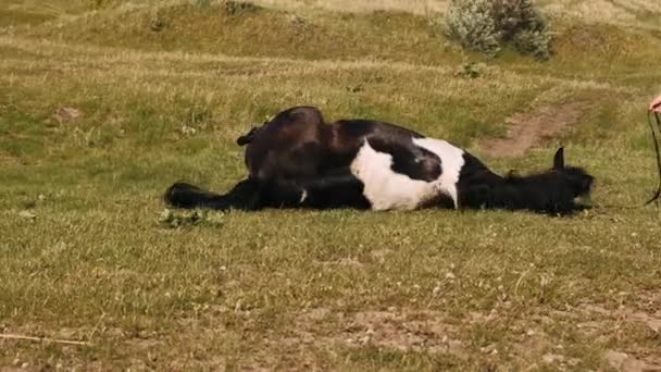 Rollos Caballo Pasto Rollos Caballo Suelo Después Nadar Caballo Enorme — Vídeo de stock