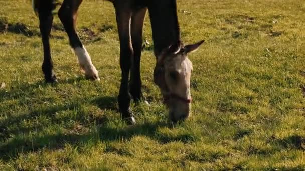 Veulen Eten Groen Gras Een Dun Nits Veulen Grazen Weide — Stockvideo