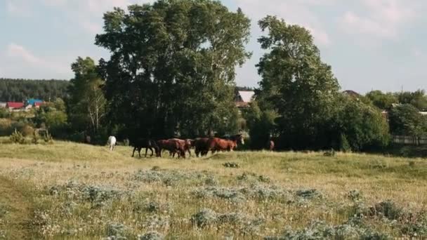 緑の草原に馬の群れが放牧されています 茶色の馬は緑の草を食べる — ストック動画