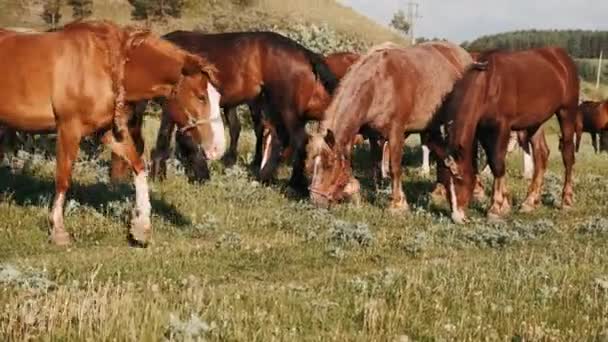 Rebanho Cavalos Pastam Prado Verde Cavalos Castanhos Comem Grama Verde — Vídeo de Stock