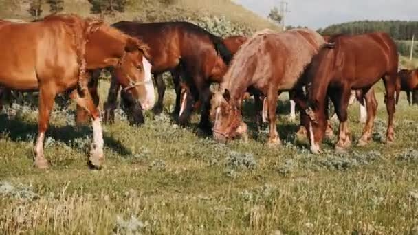 Herd Horses Graze Green Meadow Brown Horses Eat Green Grass — Stock Video