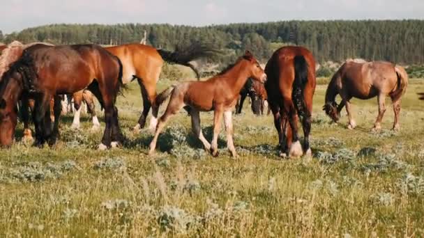  troupeau de chevaux paissent dans une prairie verte. Chevaux bruns mangent herbe verte.