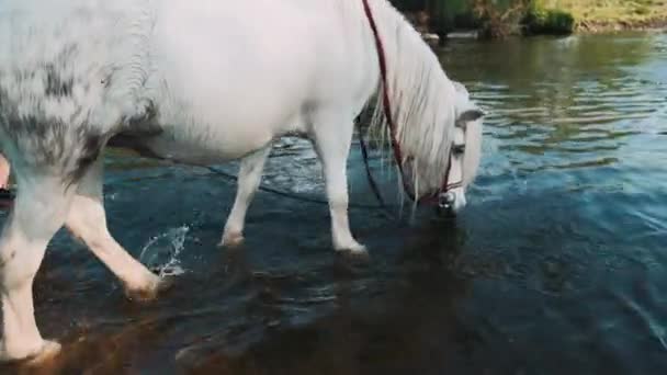 Άσπρο Πόνι Πλένεται Στο Ποτάμι Πόνι Οπλές Στο Νερό Κορίτσι — Αρχείο Βίντεο