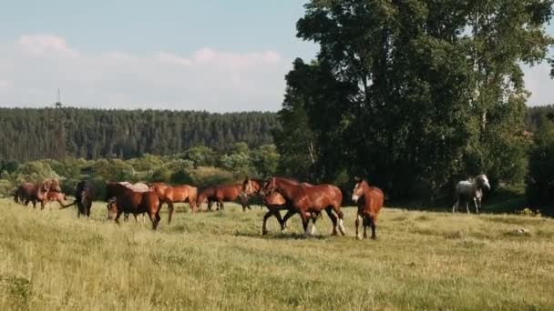 Kudde Paarden Grazen Een Groene Weide Bruine Paarden Eten Groen — Stockvideo