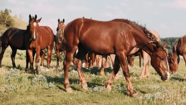 Manada Caballos Pastan Prado Verde Caballos Marrones Comen Hierba Verde — Vídeo de stock