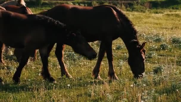 Stádo Koní Pasou Zelené Louce Hnědí Koně Jedí Zelenou Trávu — Stock video