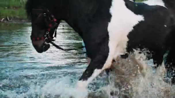 Cavalo Bate Água Com Casco Menina Lava Cavalos Rio Prado — Vídeo de Stock