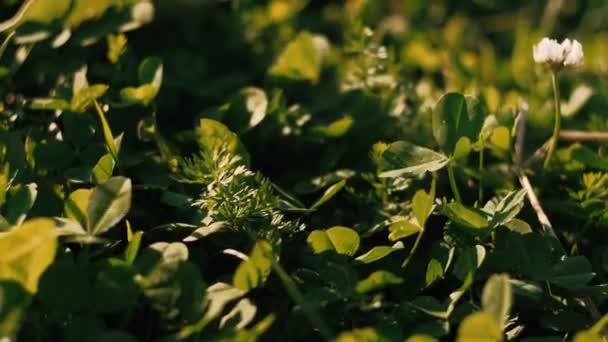 Πράσινο Γρασίδι Κοντά Αγροτεμάχιο Πράσινο Γρασίδι Καλοκαίρι — Αρχείο Βίντεο