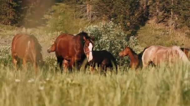 Stádo Koní Pasou Zelené Louce Hnědí Koně Jedí Zelenou Trávu — Stock video