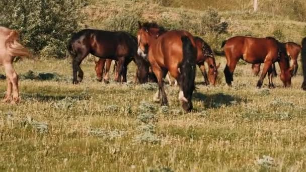  troupeau de chevaux paissent dans une prairie verte. Chevaux bruns mangent herbe verte.